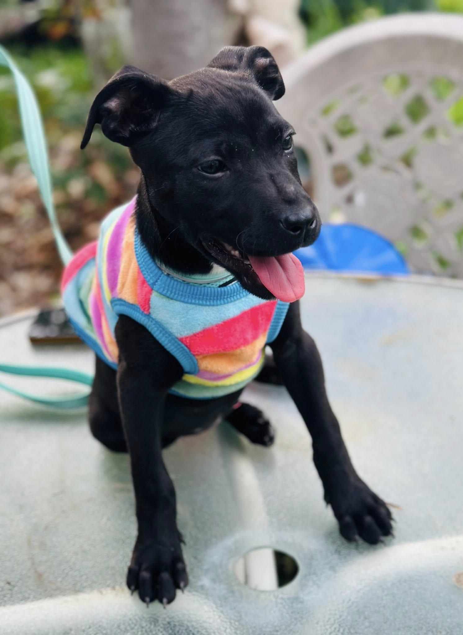 Avery, adopted, Puppy Female Labrador Retriever.