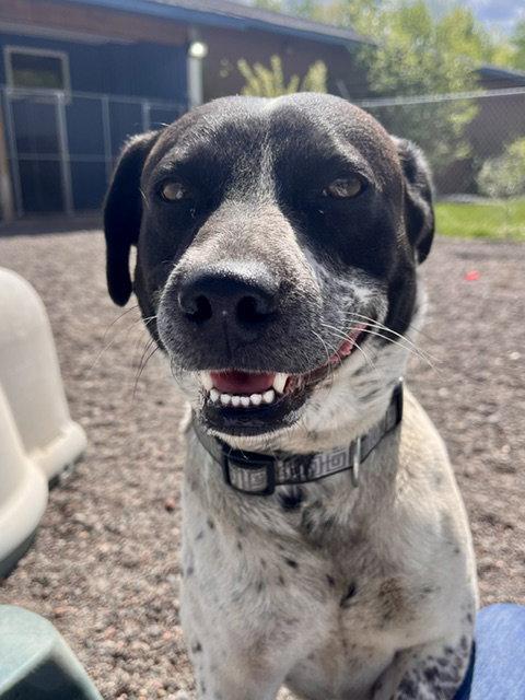 Chico, Adoptable, Adult Male Australian Cattle Dog / Blue Heeler.