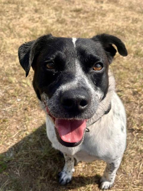 Enlarge Chico, a Adoptable Australian Cattle Dog / Blue Heeler in Webster, WI image 2/3