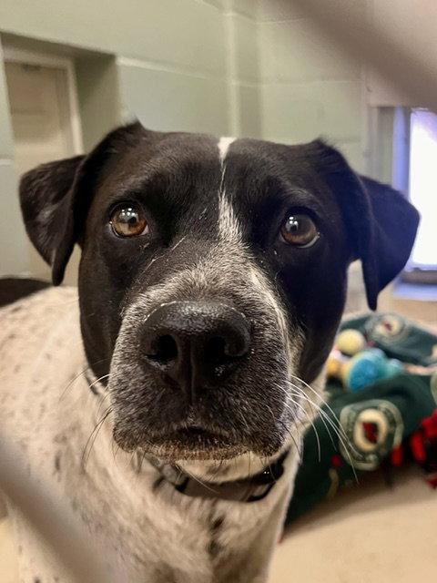 Enlarge Chico, a Adoptable Australian Cattle Dog / Blue Heeler in Webster, WI image 2/3
