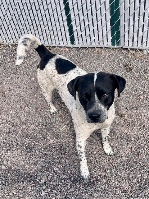 Enlarge Chico, a Adoptable Australian Cattle Dog / Blue Heeler in Webster, WI image 3/3