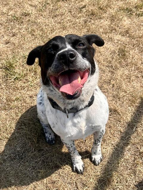 Enlarge Chico, a Adoptable Australian Cattle Dog / Blue Heeler in Webster, WI image 3/3