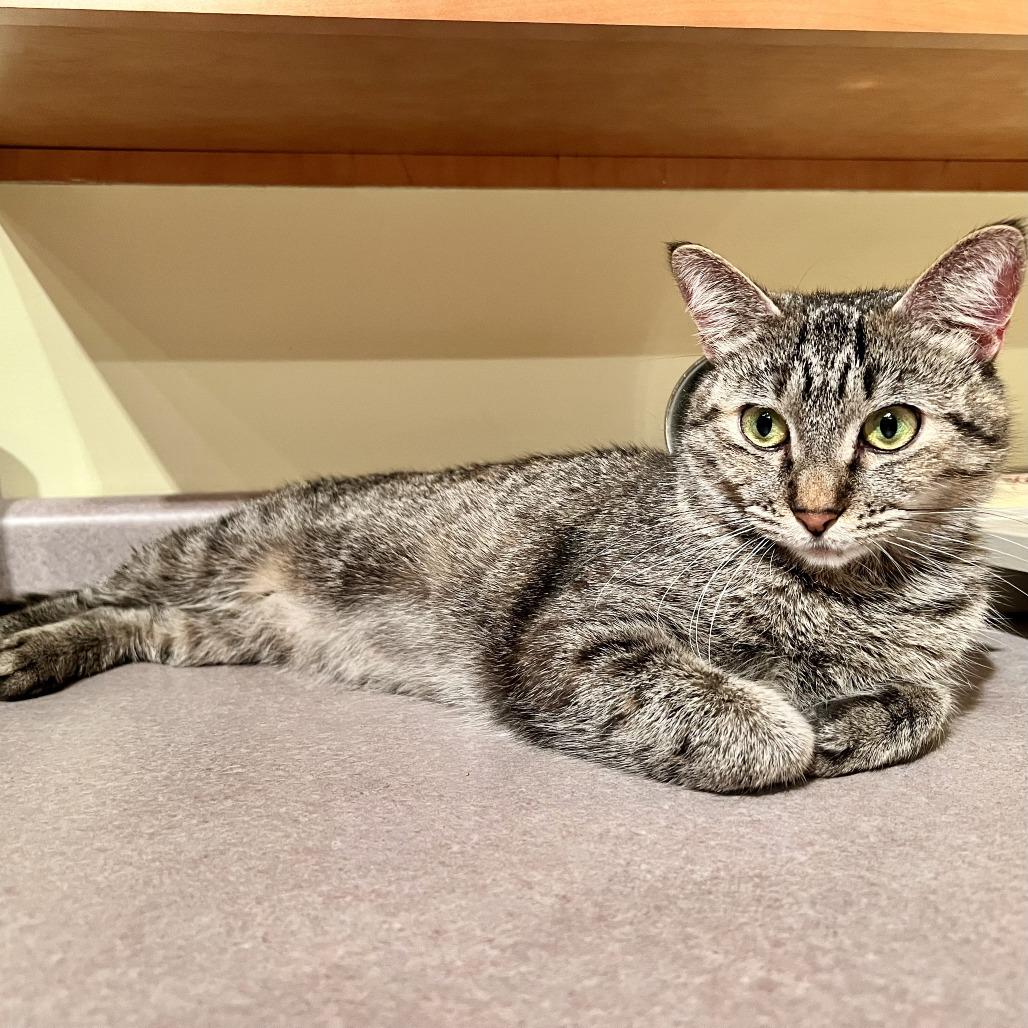 Enlarge Royalty C65441, a Adoptable Domestic Short Hair in Minnetonka, MN image 1/6