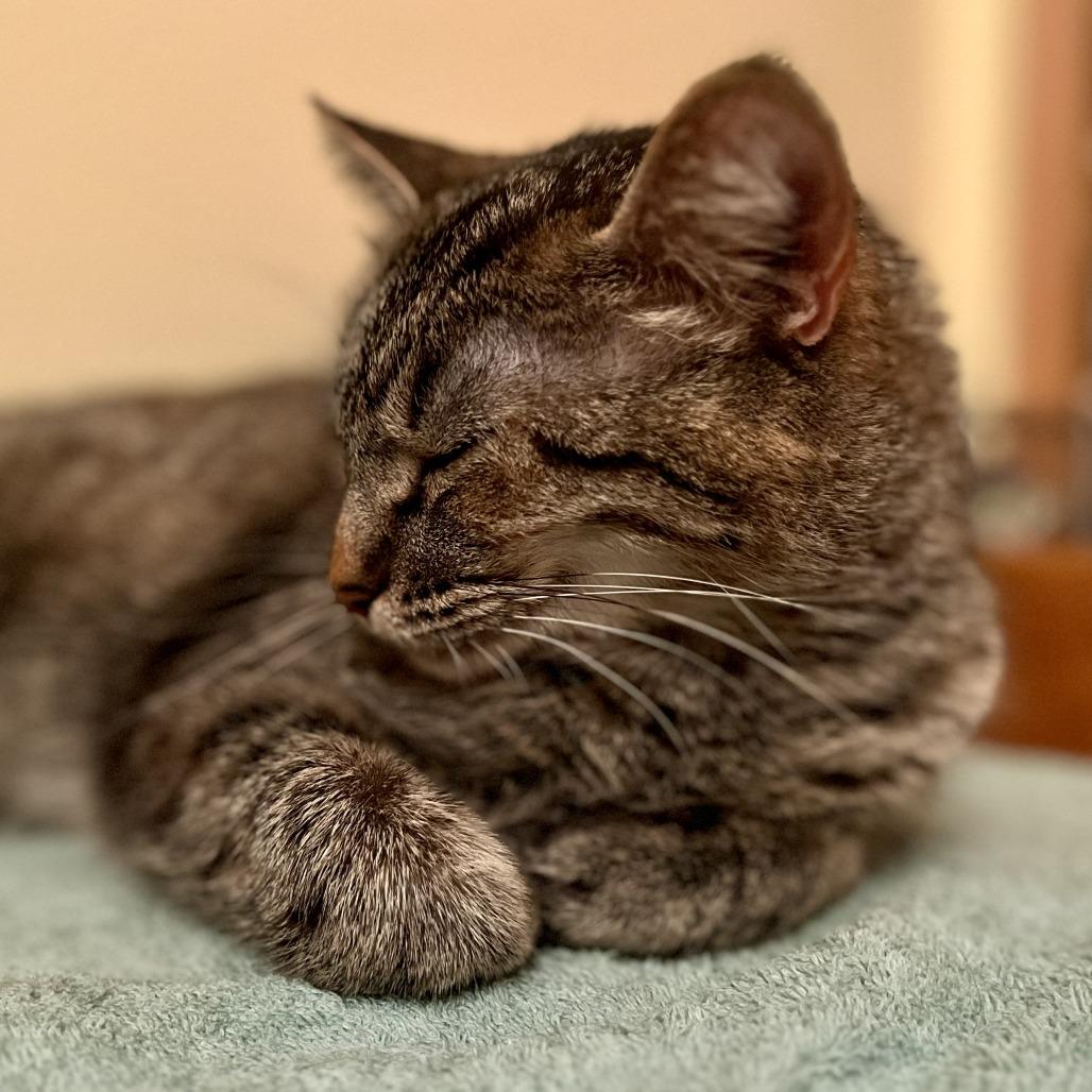 Enlarge Royalty C65441, a Adoptable Domestic Short Hair in Minnetonka, MN image 2/6