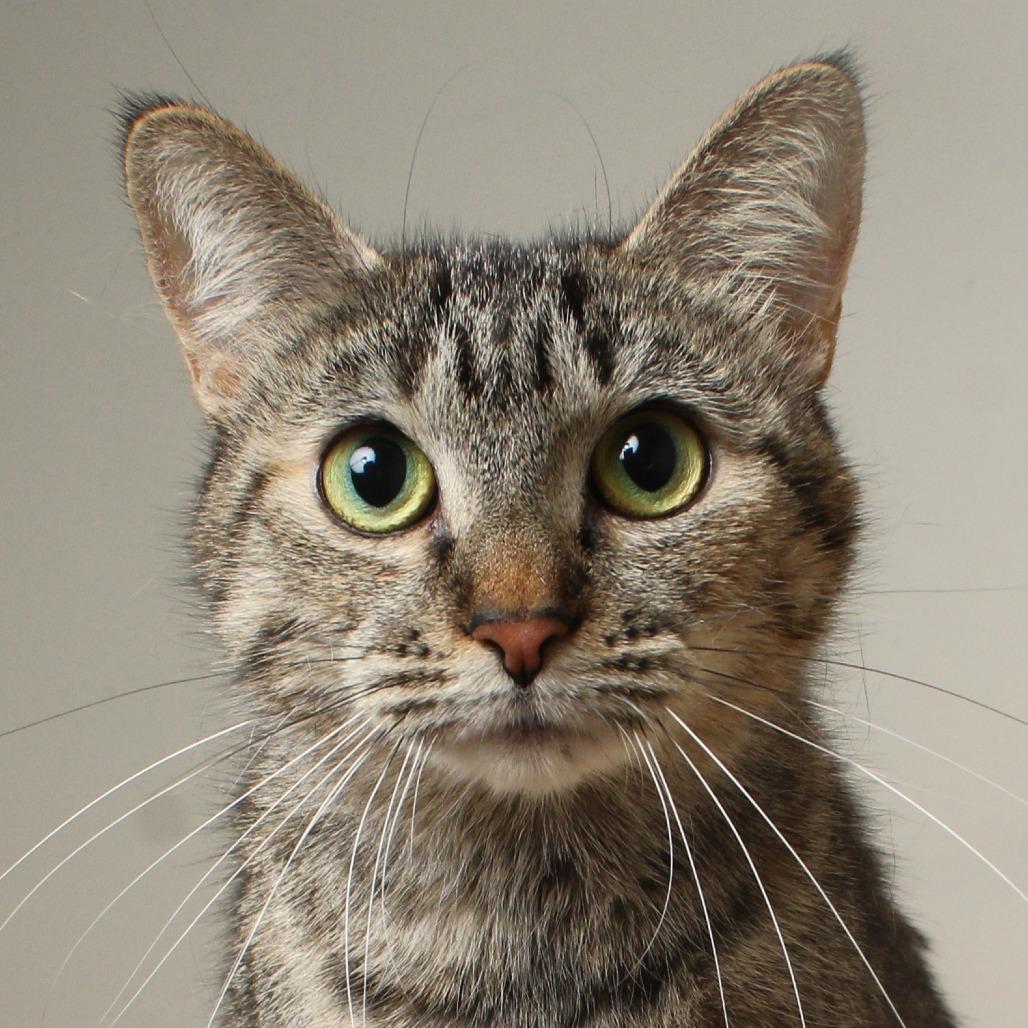 Enlarge Royalty C65441, a Adoptable Domestic Short Hair in Minnetonka, MN image 3/6