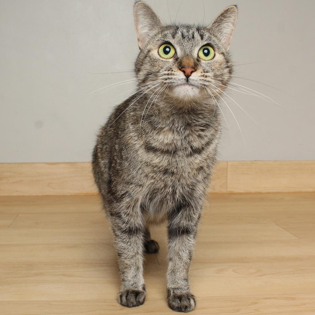 Enlarge Royalty C65441, a Adoptable Domestic Short Hair in Minnetonka, MN image 4/6