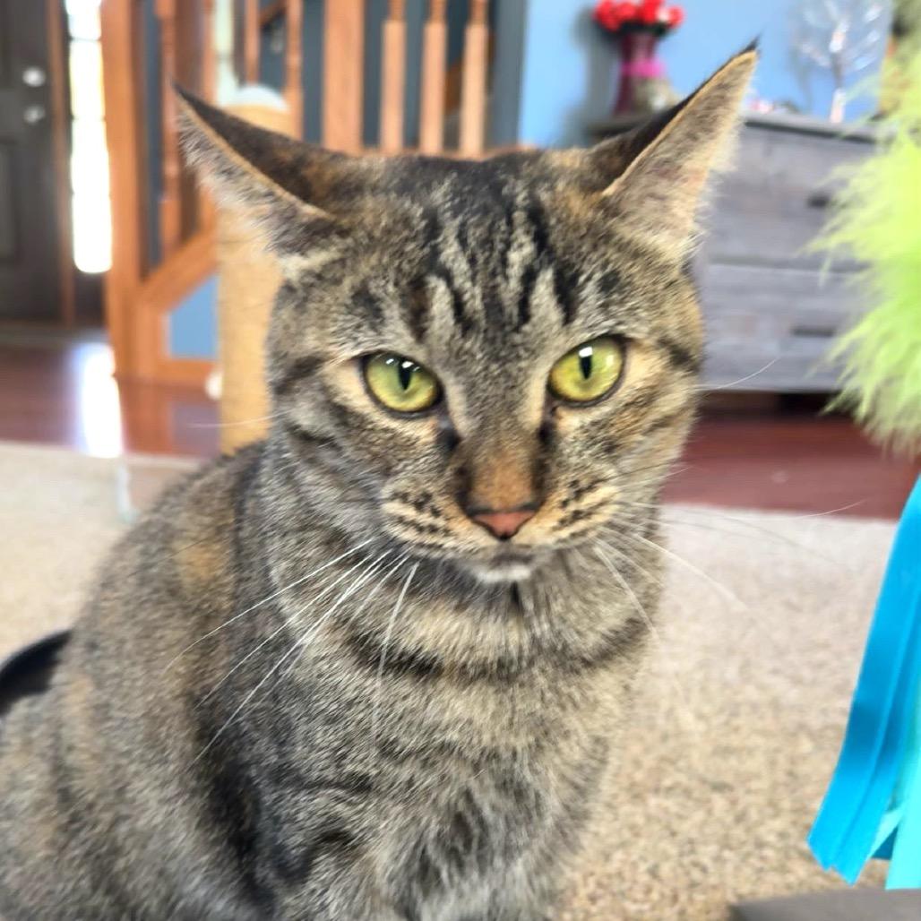 Enlarge Royalty C65441, a Adoptable Domestic Short Hair in Minnetonka, MN image 5/6