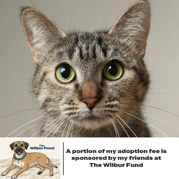 Enlarge Royalty C65441 (Sponsored), a Adoptable Domestic Short Hair in Minnetonka, MN image 4/6