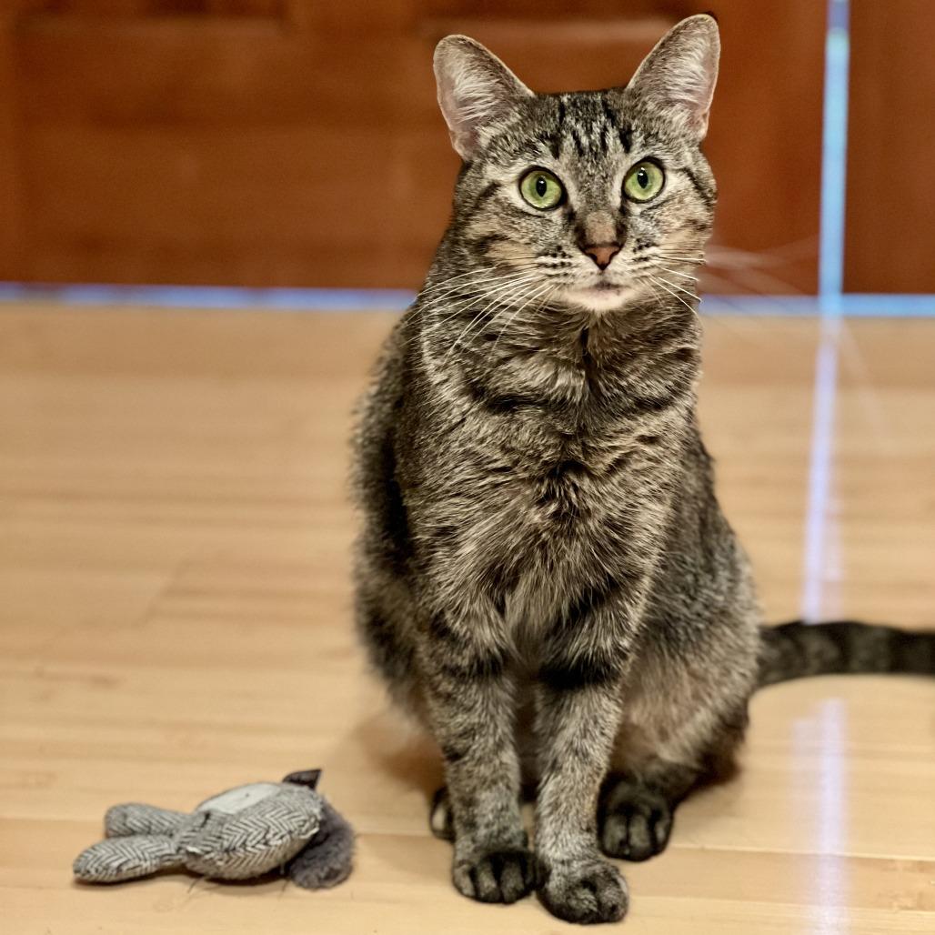 Enlarge Royalty C65441, a Adoptable Domestic Short Hair in Minnetonka, MN image 6/6