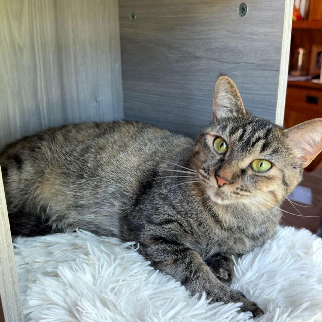 Enlarge Royalty C65441, a Adoptable Domestic Short Hair in Minnetonka, MN image 6/6