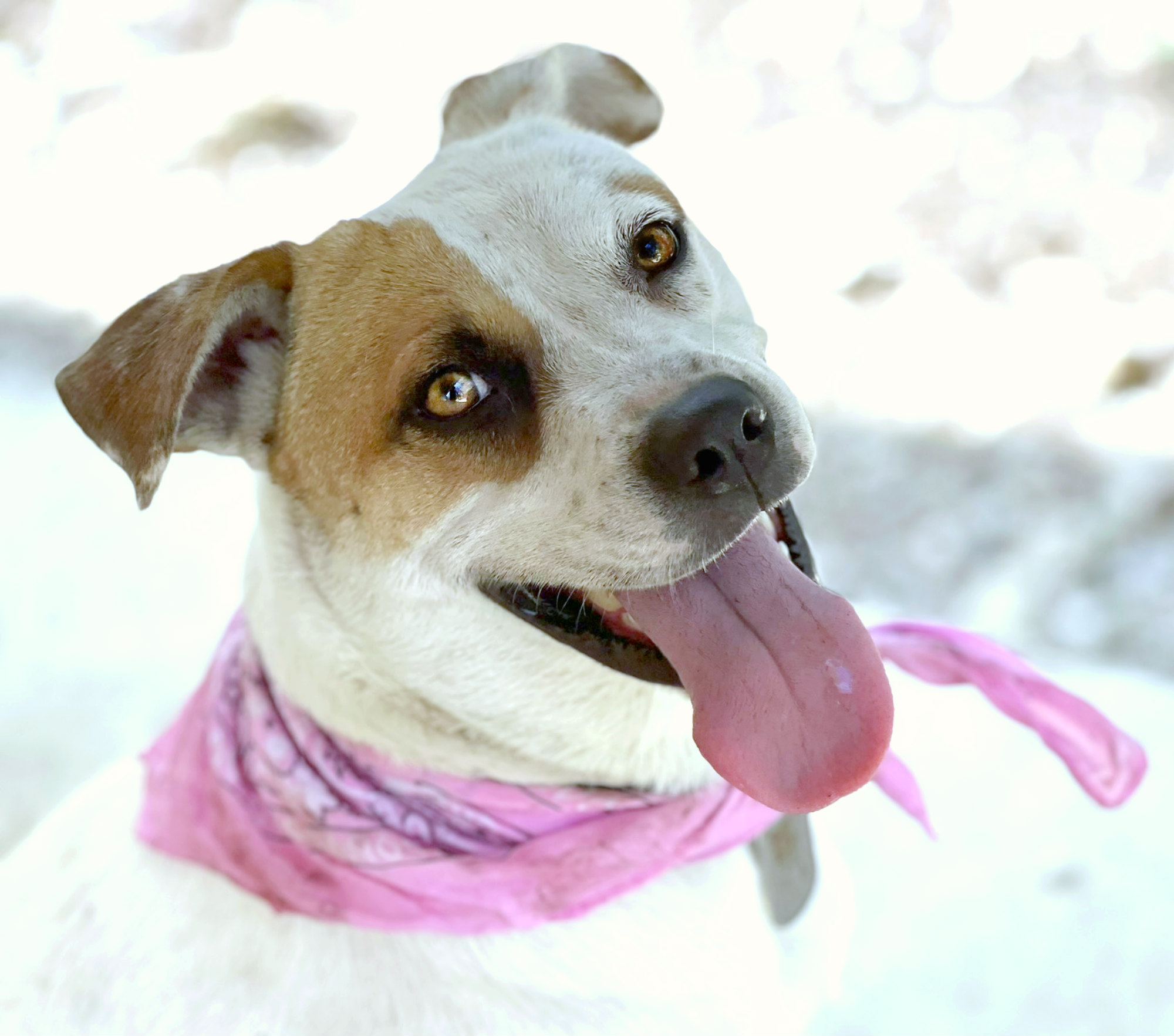 Jewel, Young Female Boxer
