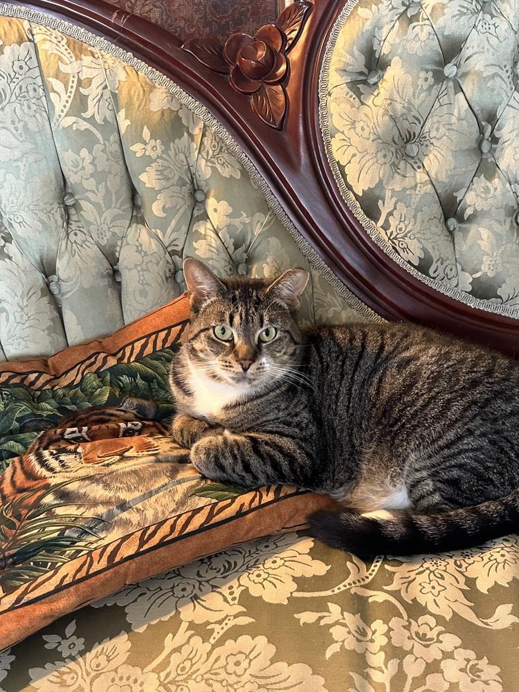 Bell Pepper, Adopted, Adult Female Domestic Short Hair.