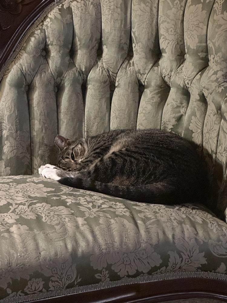 Enlarge Bell Pepper, a Adopted Domestic Short Hair in Oak Park, MI image 2/6