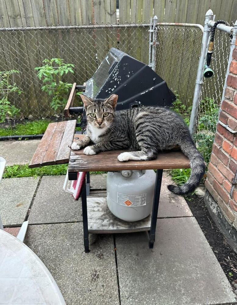 Enlarge Bell Pepper, a Adopted Domestic Short Hair in Oak Park, MI image 3/6