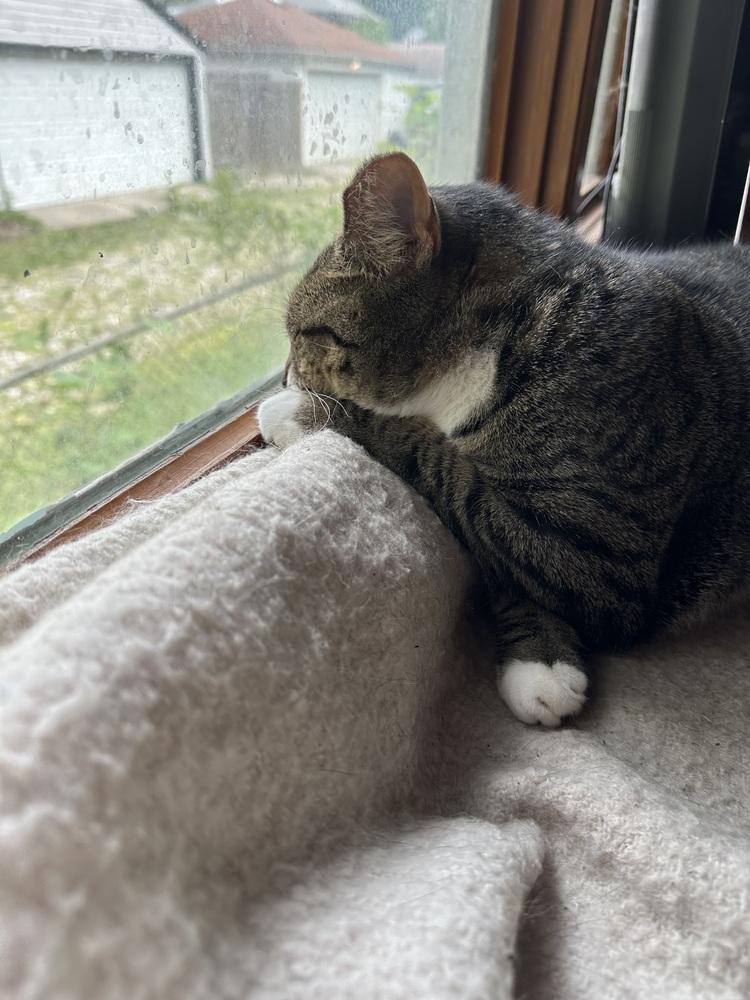 Enlarge Bell Pepper, a Adopted Domestic Short Hair in Oak Park, MI image 4/6