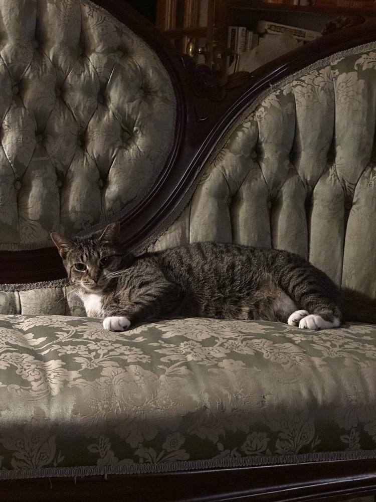 Enlarge Bell Pepper, a Adopted Domestic Short Hair in Oak Park, MI image 5/6