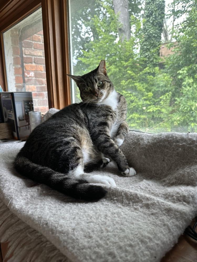 Enlarge Bell Pepper, a Adopted Domestic Short Hair in Oak Park, MI image 6/6