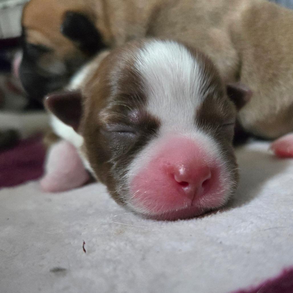 CT Ditalini avail Dec 27, Adoptable, Puppy Male Chihuahua.