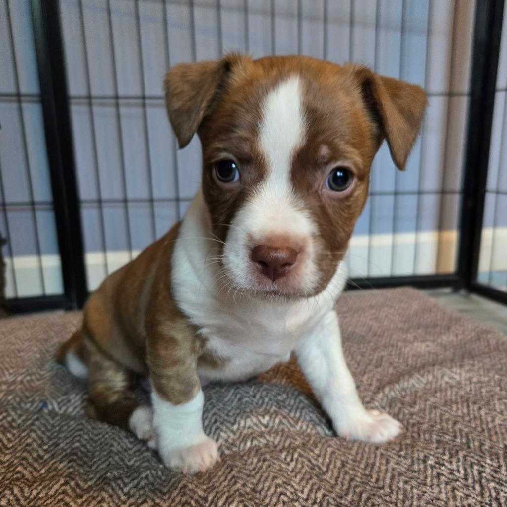 Enlarge CT Ditalini avail Dec 27, a Adoptable mixed breed in Eastford, CT image 6/6