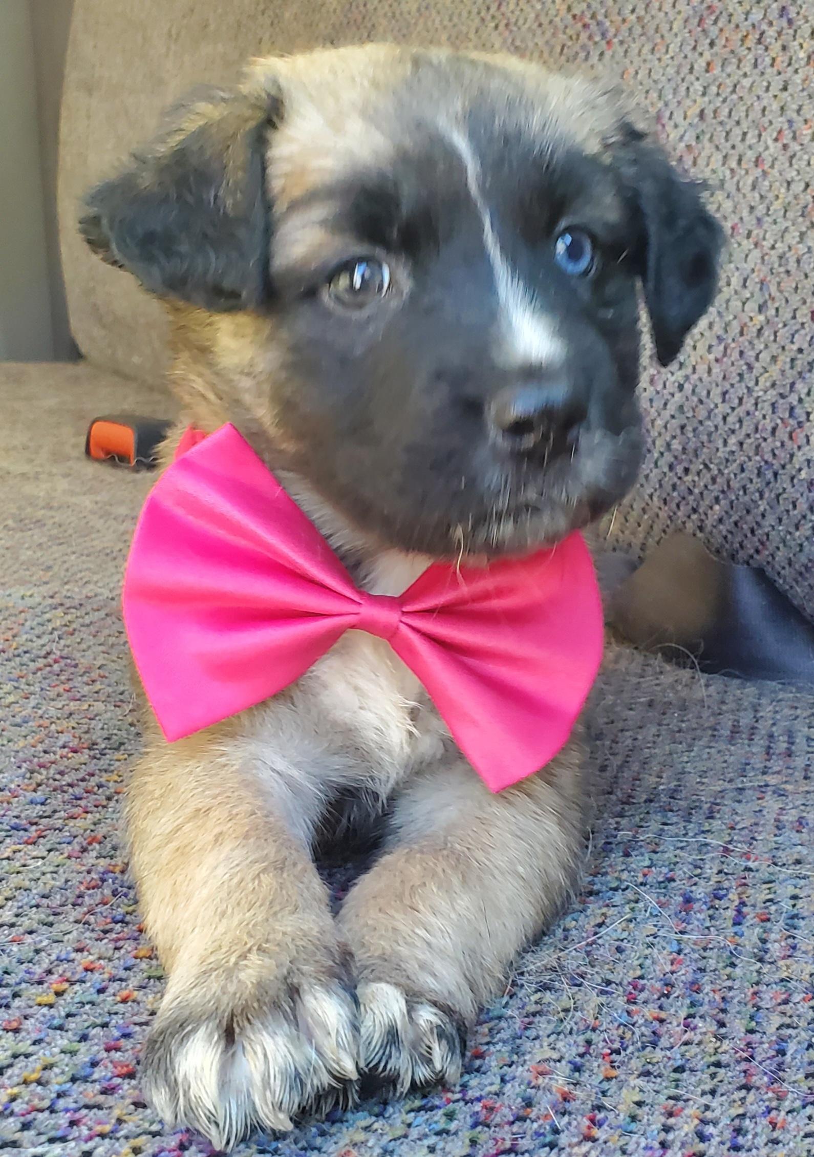 Harper, a Adoptable mixed breed in Charlotte , NC image 1/6