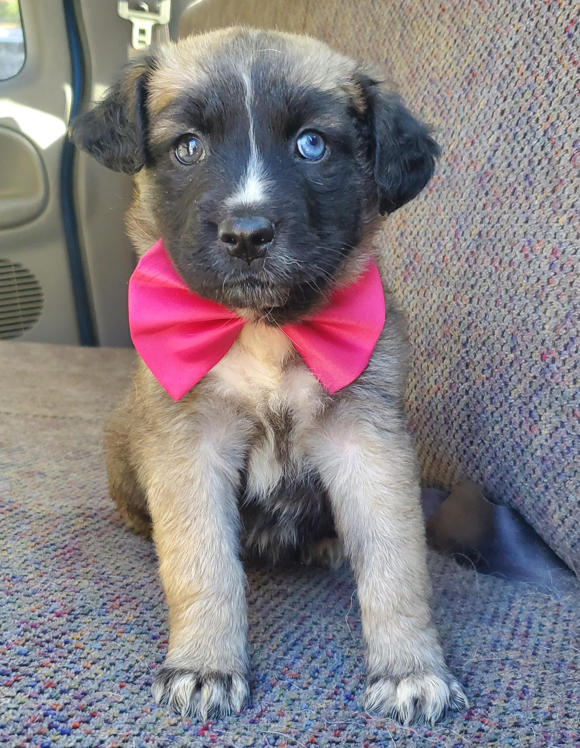 Harper, a Adoptable mixed breed in Charlotte , NC image 3/6