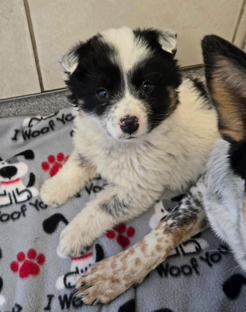 Maverick Yrly 54, Adopted, Puppy Male Cattle Dog.