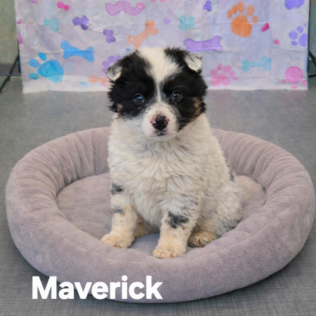 Maverick Yrly 54, a Adopted Cattle Dog in Sidney, OH image 2/2