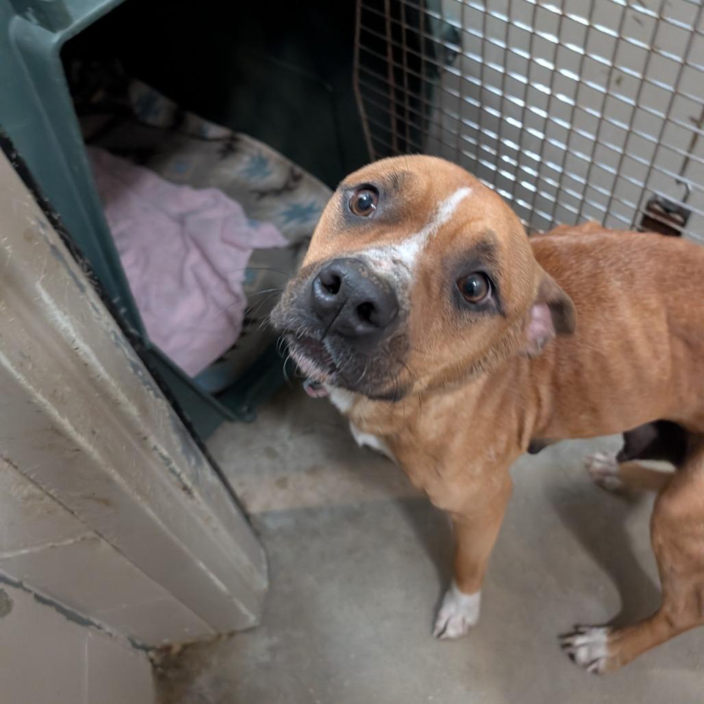 Enlarge Abby Cadabby, a Adoptable mixed breed in Jasper, IN image 1/6