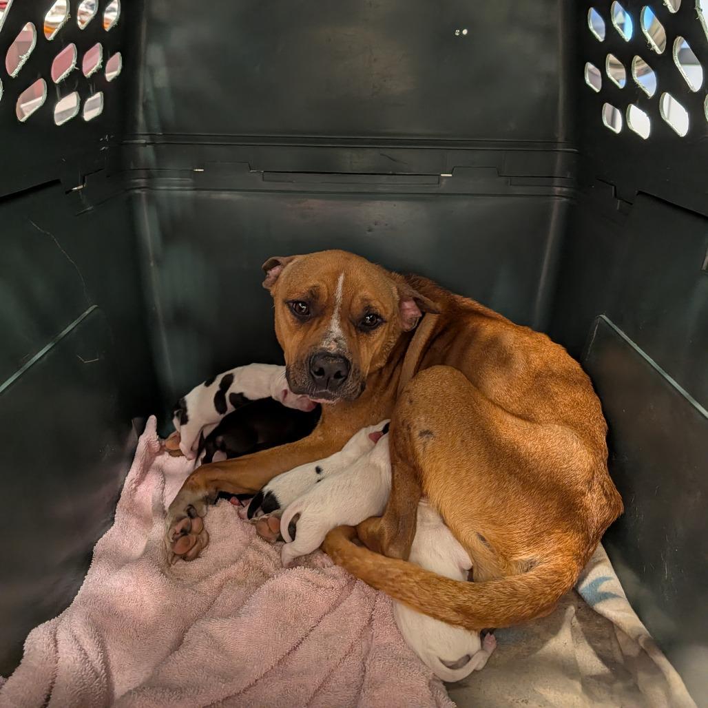 Enlarge Abby Cadabby, a Adoptable mixed breed in Jasper, IN image 2/6