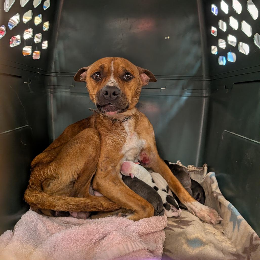 Enlarge Abby Cadabby, a Adoptable mixed breed in Jasper, IN image 3/6