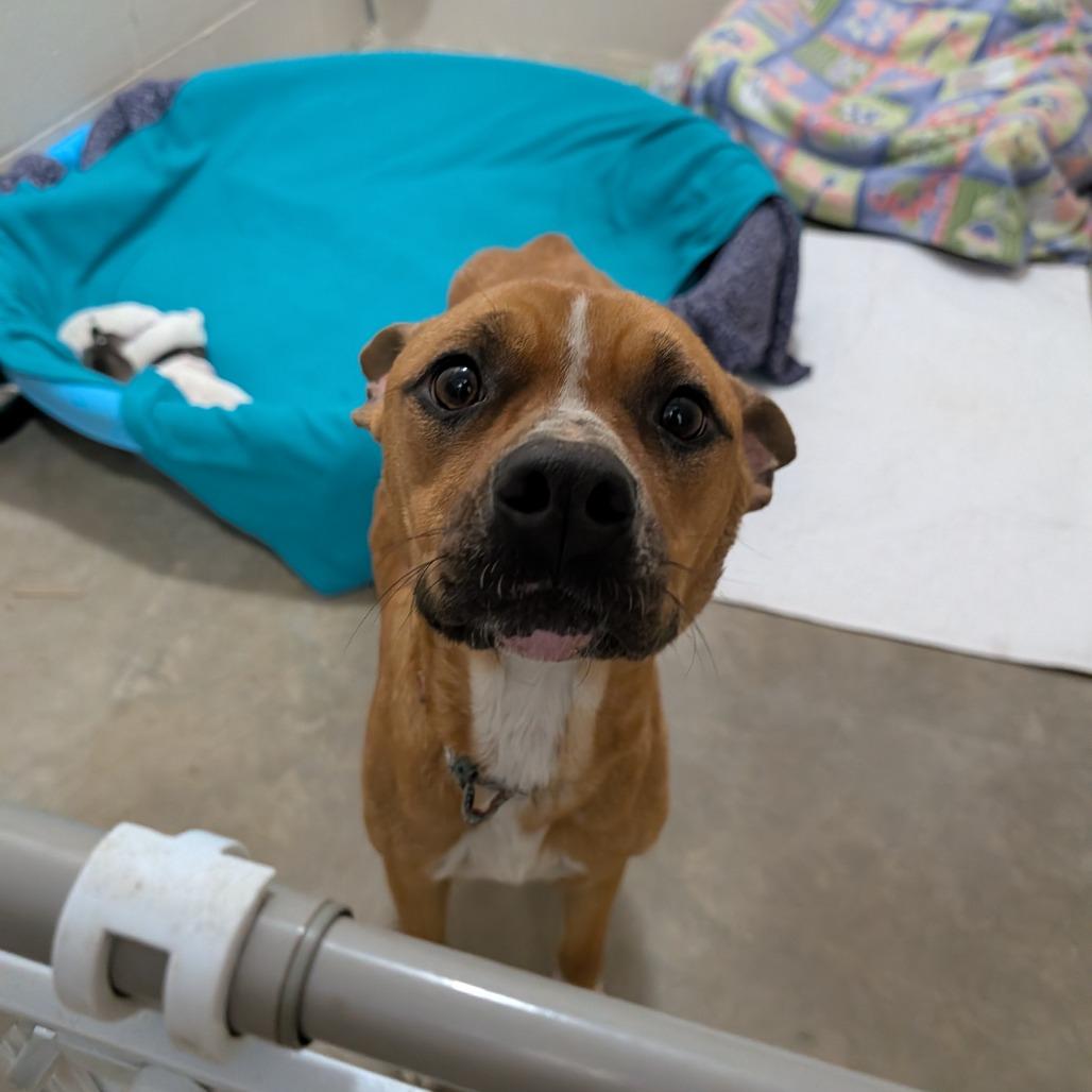 Enlarge Abby Cadabby, a Adoptable mixed breed in Jasper, IN image 4/6