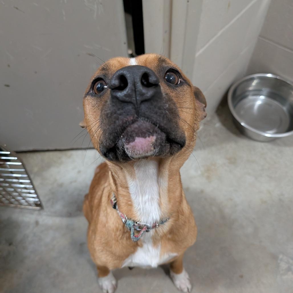Enlarge Abby Cadabby, a Adoptable mixed breed in Jasper, IN image 5/6