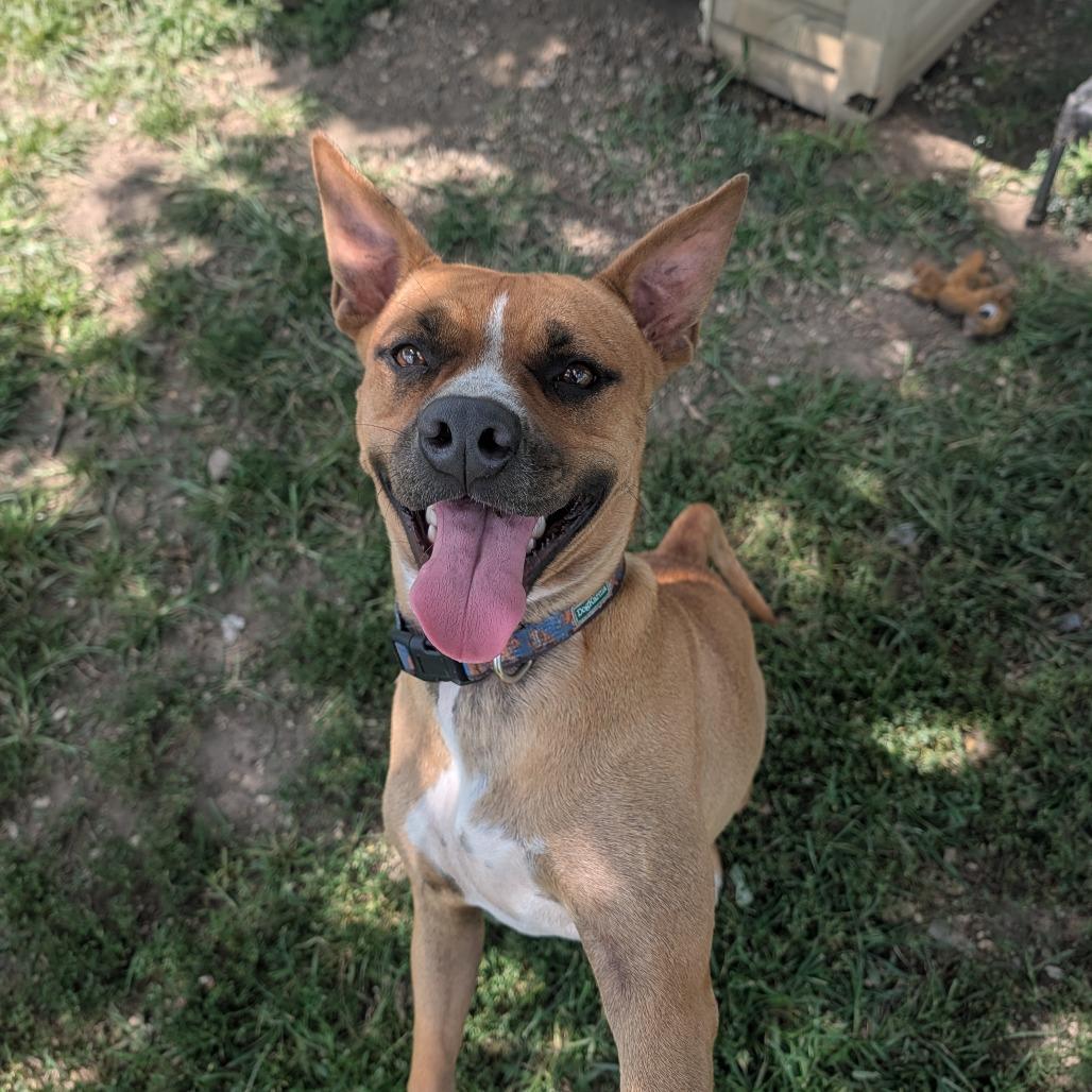 Enlarge Abby Cadabby, a Adoptable mixed breed in Jasper, IN image 6/6