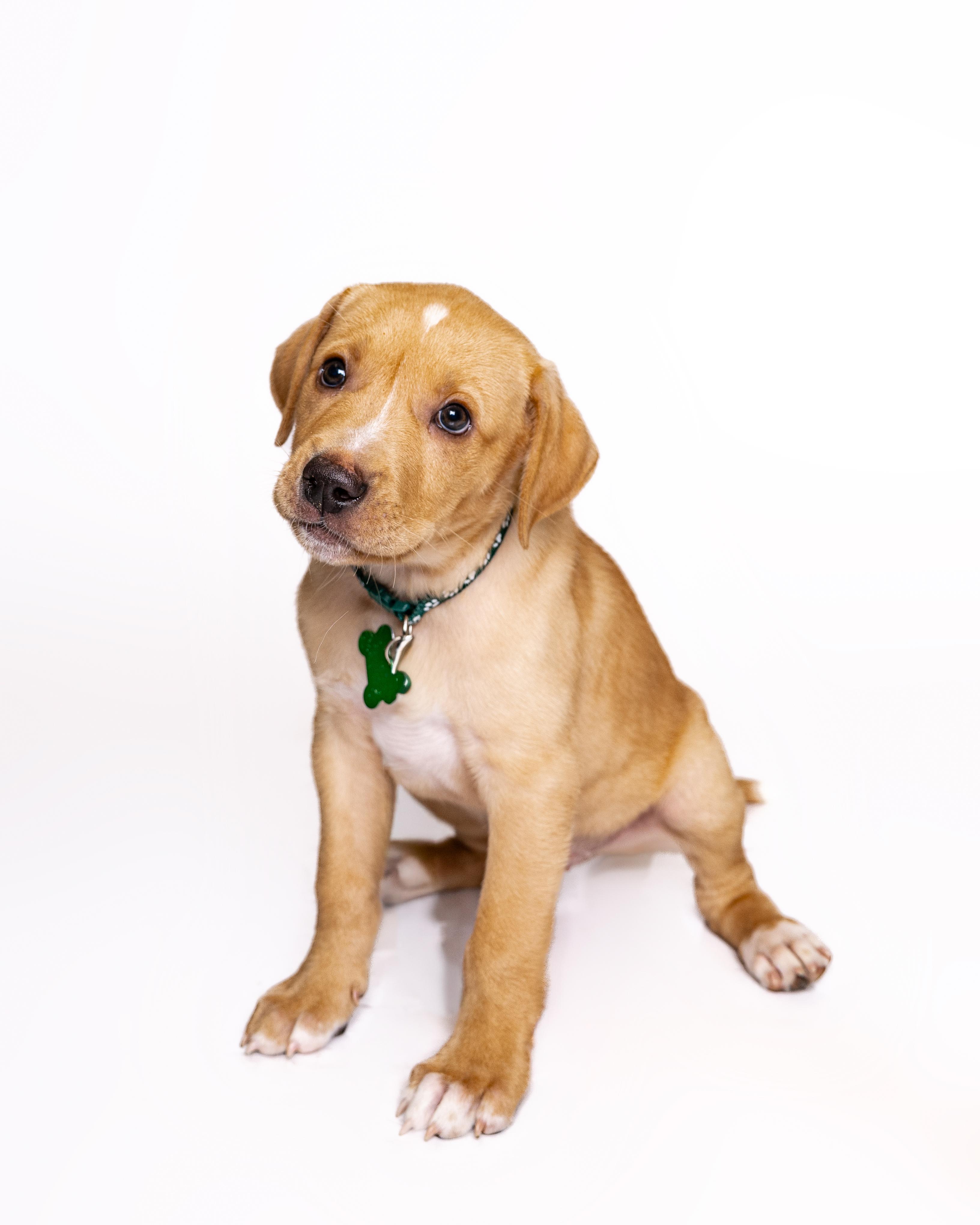 Yahtzee, a Adoptable mixed breed in Itasca, IL image 2/6