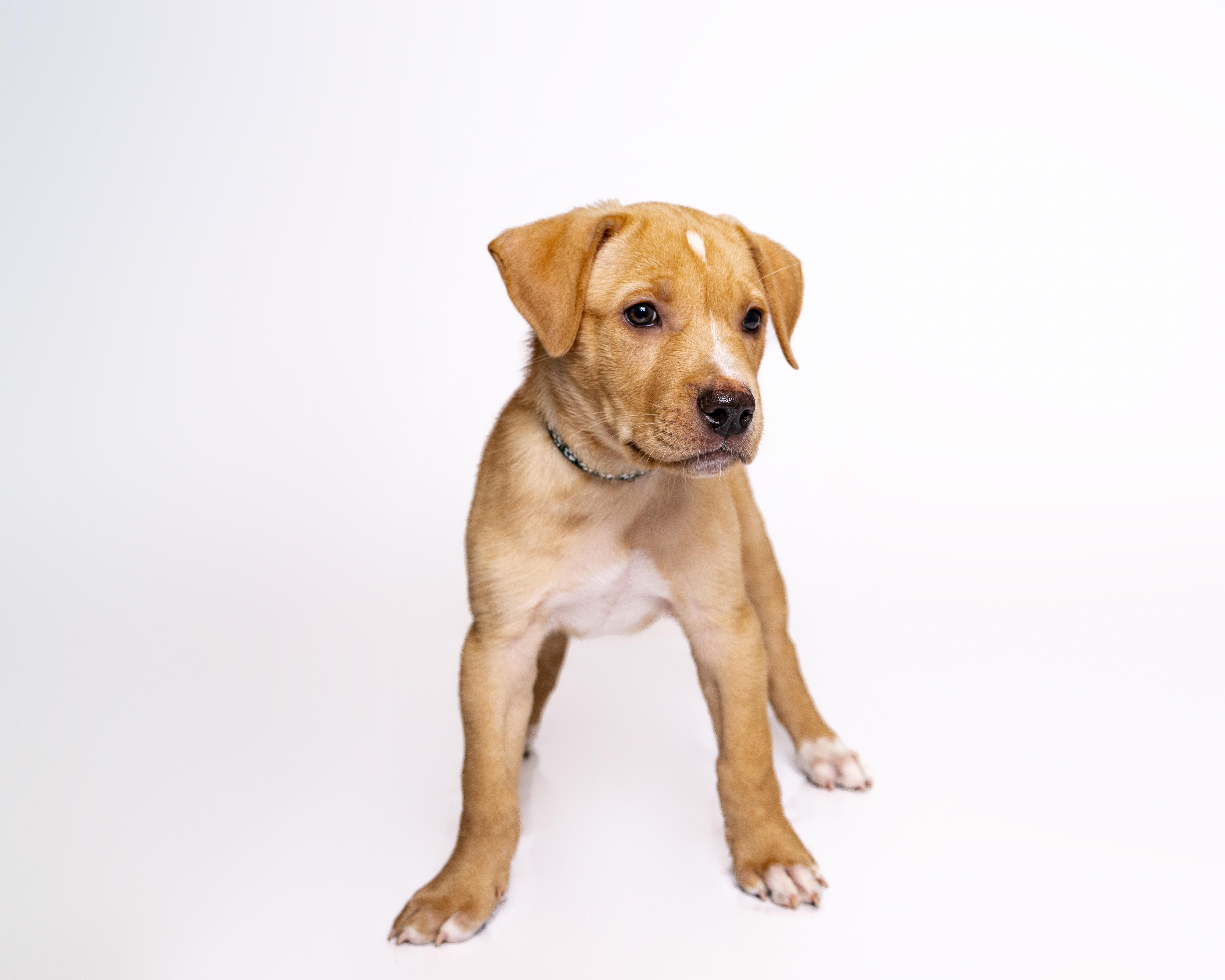 Yahtzee, a Adoptable mixed breed in Itasca, IL image 5/6