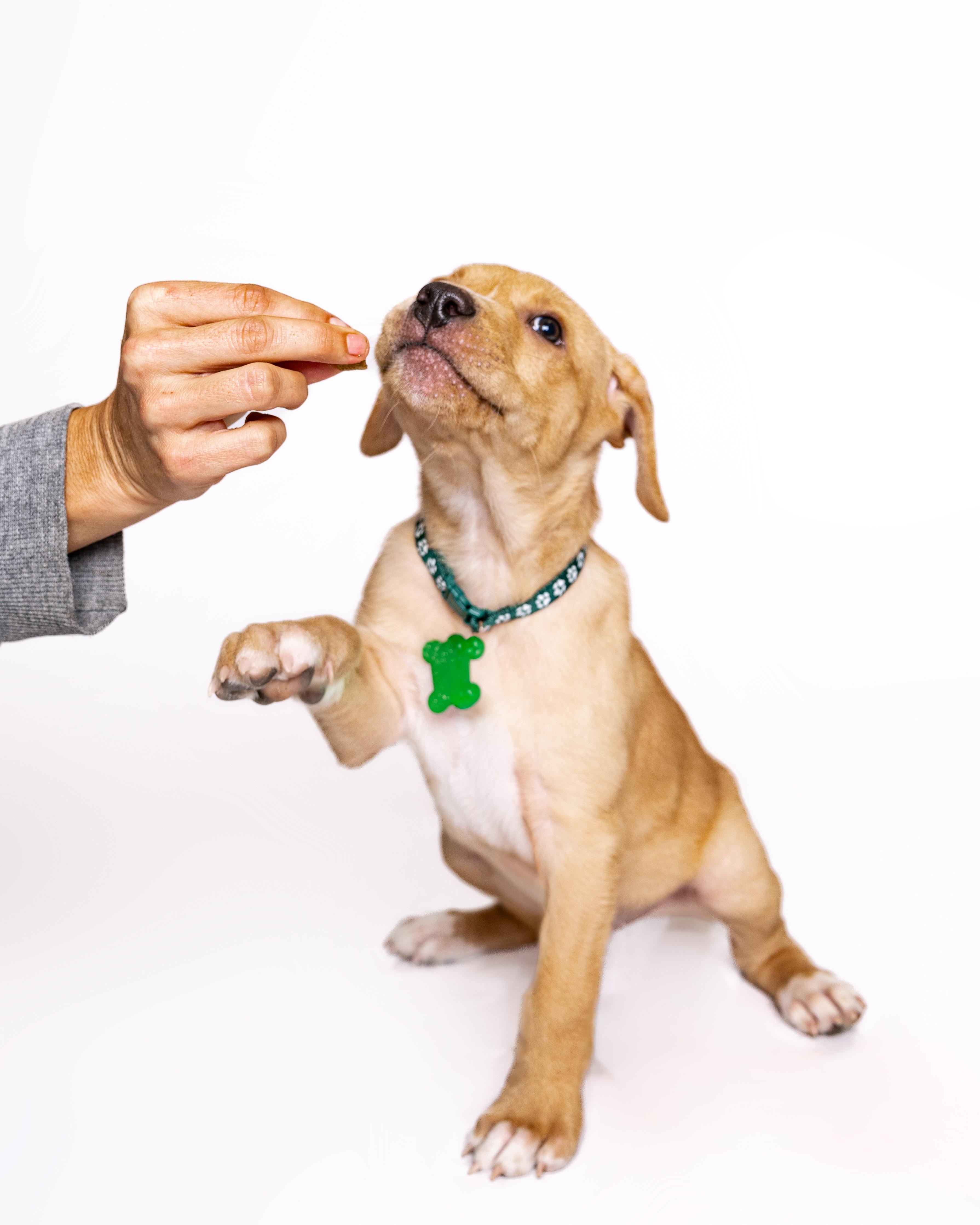 Yahtzee, a Adoptable mixed breed in Itasca, IL image 4/6