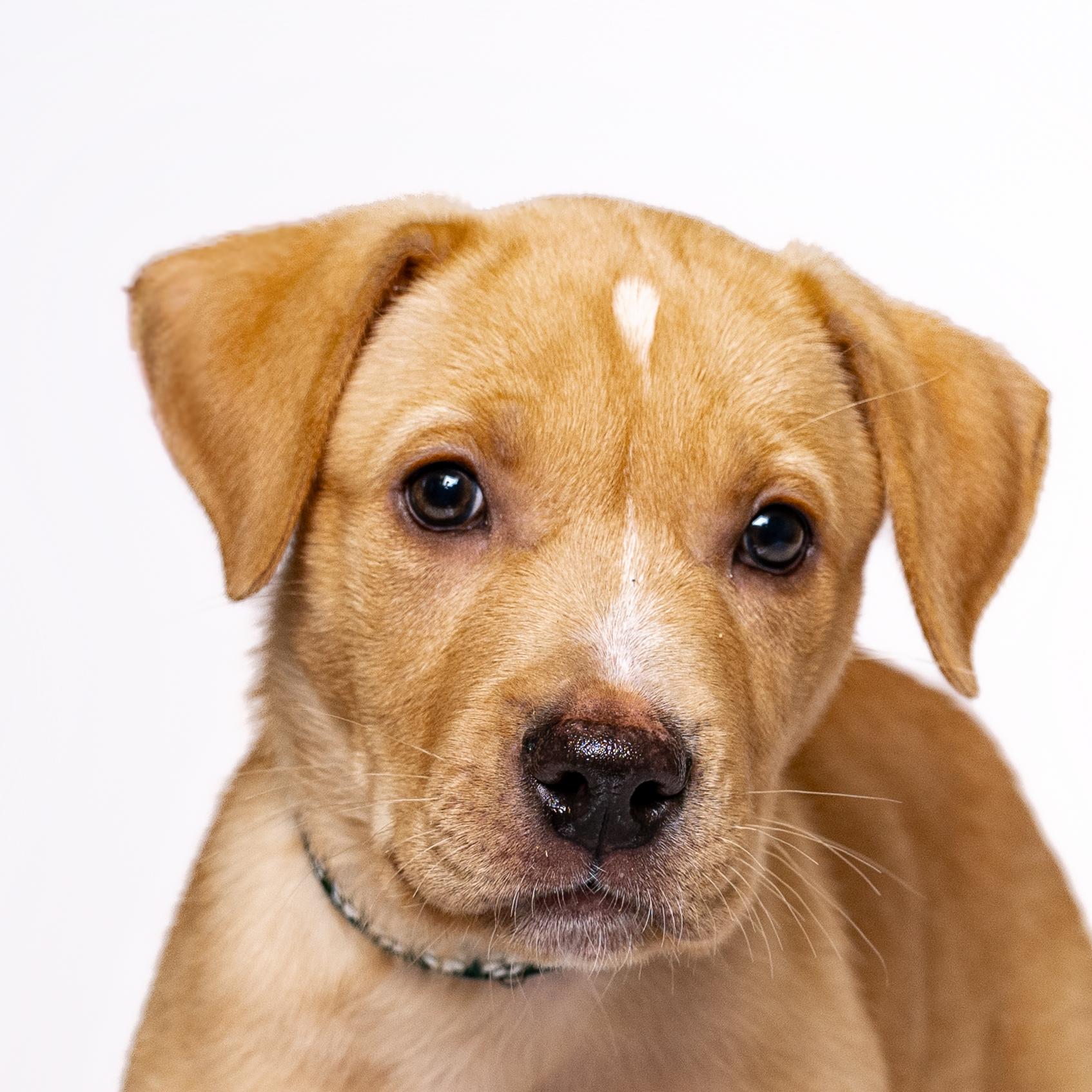 Yahtzee, a Adoptable mixed breed in Itasca, IL image 1/6