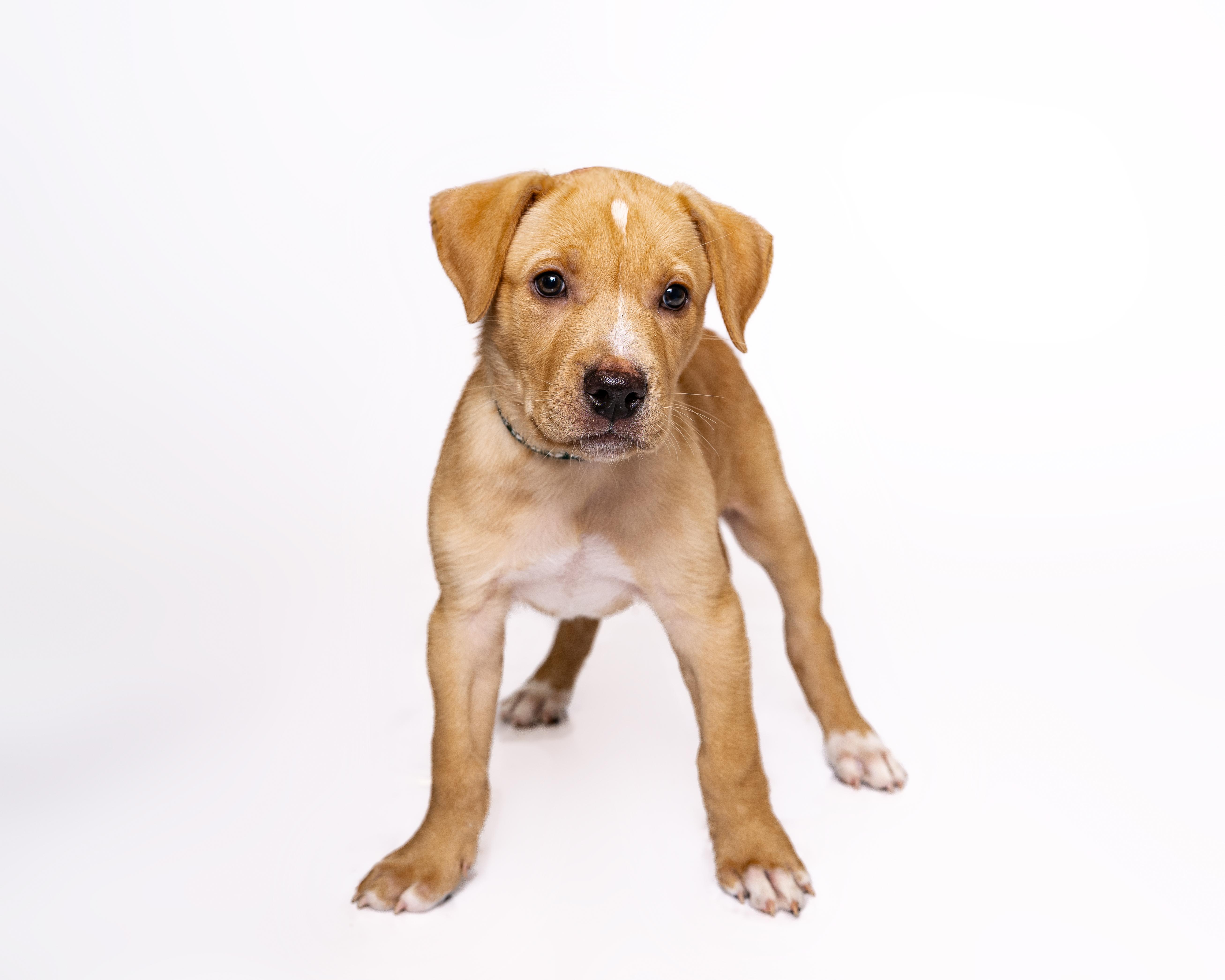 Yahtzee, a Adoptable mixed breed in Itasca, IL image 3/6