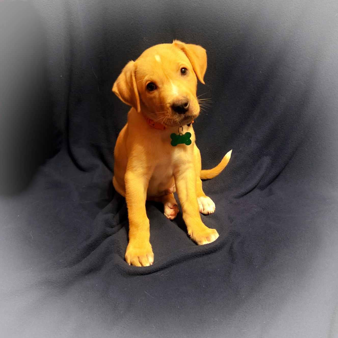 Yahtzee, a Adoptable mixed breed in Itasca, IL image 6/6