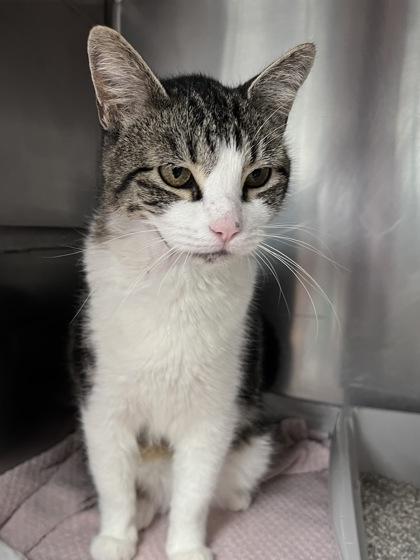 Missy, Adoptable, Adult Female Domestic Short Hair & Domestic Short Hair.
