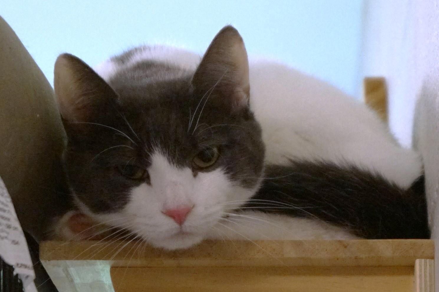 Falkor, a Adoptable Domestic Short Hair in New Milford, CT image 1/4