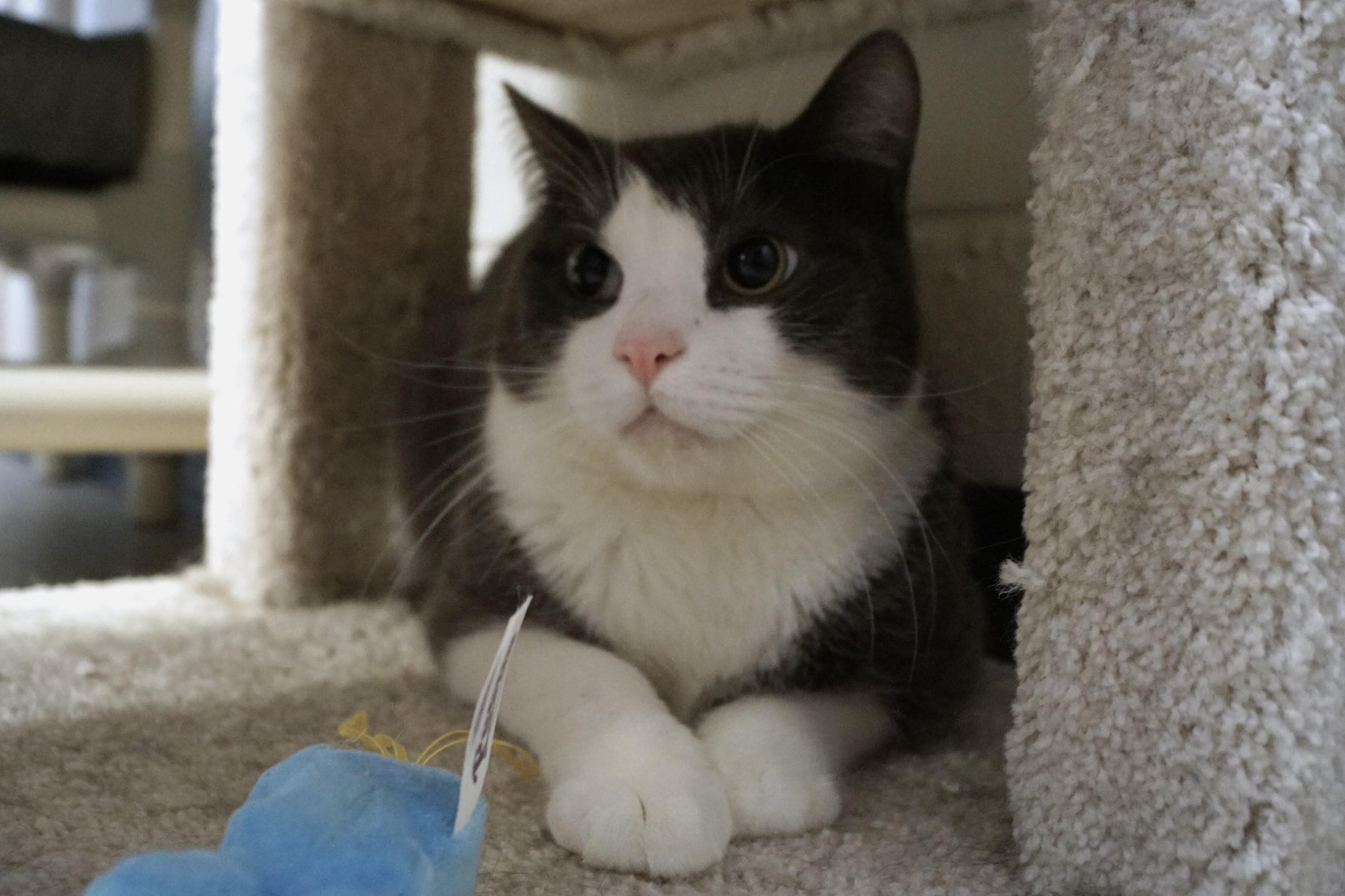 Enlarge Falkor, a Adoptable Domestic Short Hair in New Milford, CT image 5/6