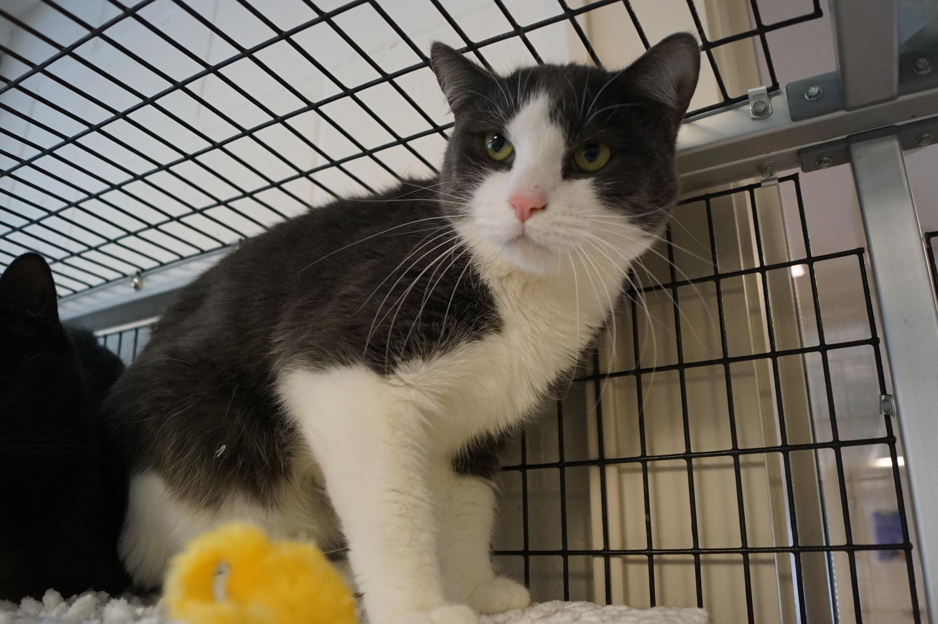 Enlarge Falkor, a Adoptable Domestic Short Hair in New Milford, CT image 3/6