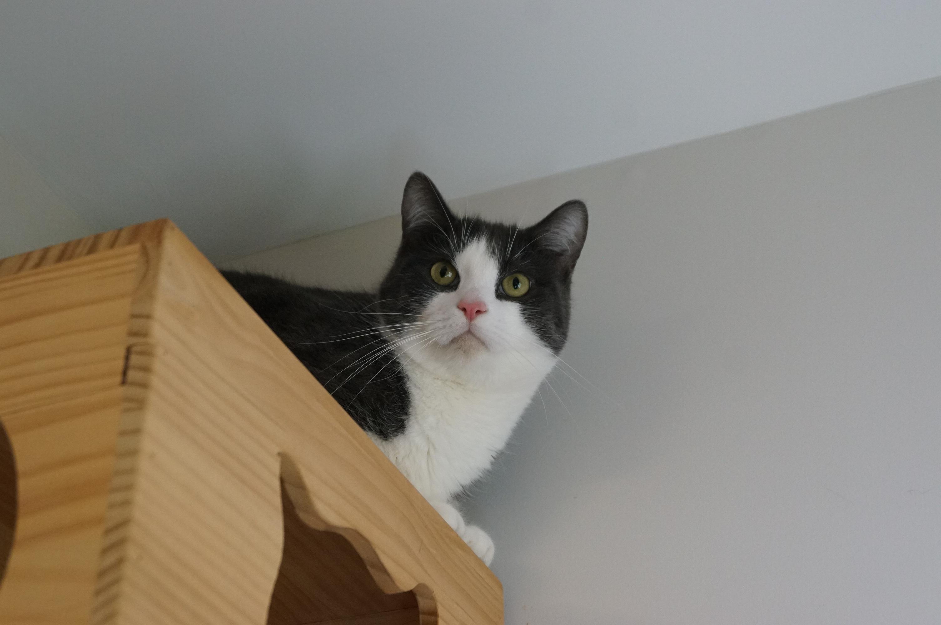 Enlarge Falkor, a Adoptable Domestic Short Hair in New Milford, CT image 6/6