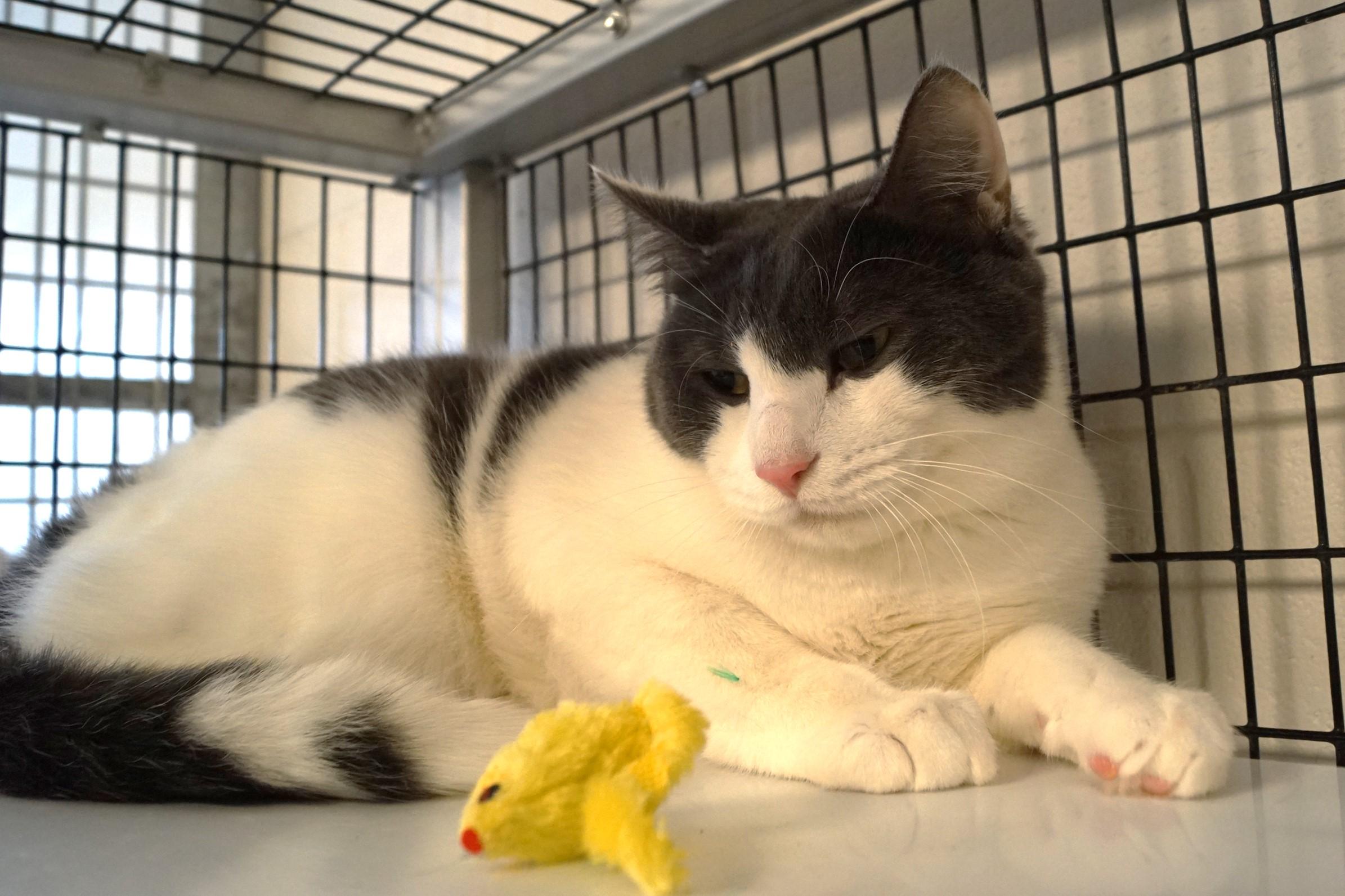 Falkor, Adoptable, Young Male Domestic Short Hair.