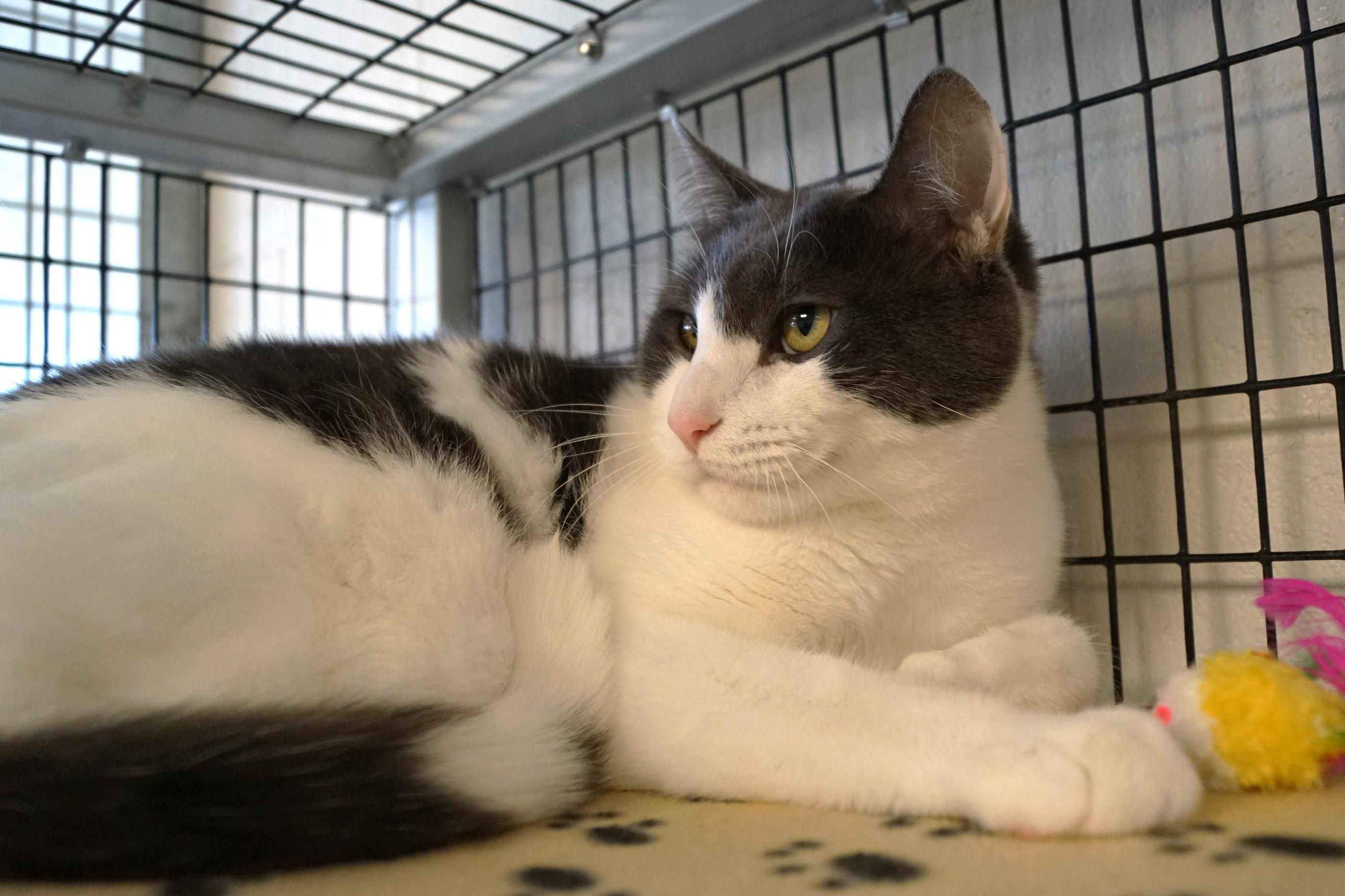 Falkor, a Adoptable Domestic Short Hair in New Milford, CT image 3/4