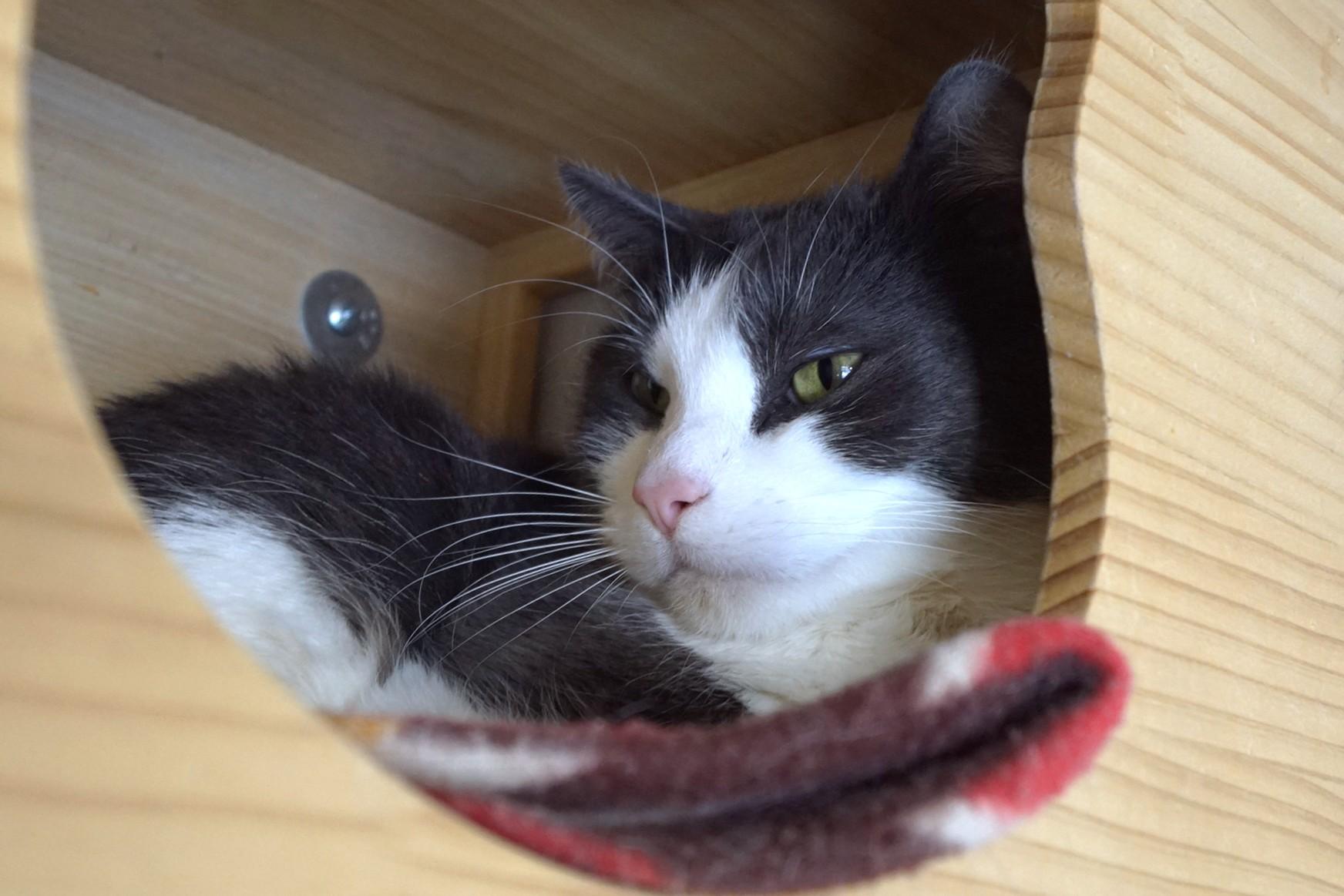 Enlarge Falkor, a Adoptable Domestic Short Hair in New Milford, CT image 2/6