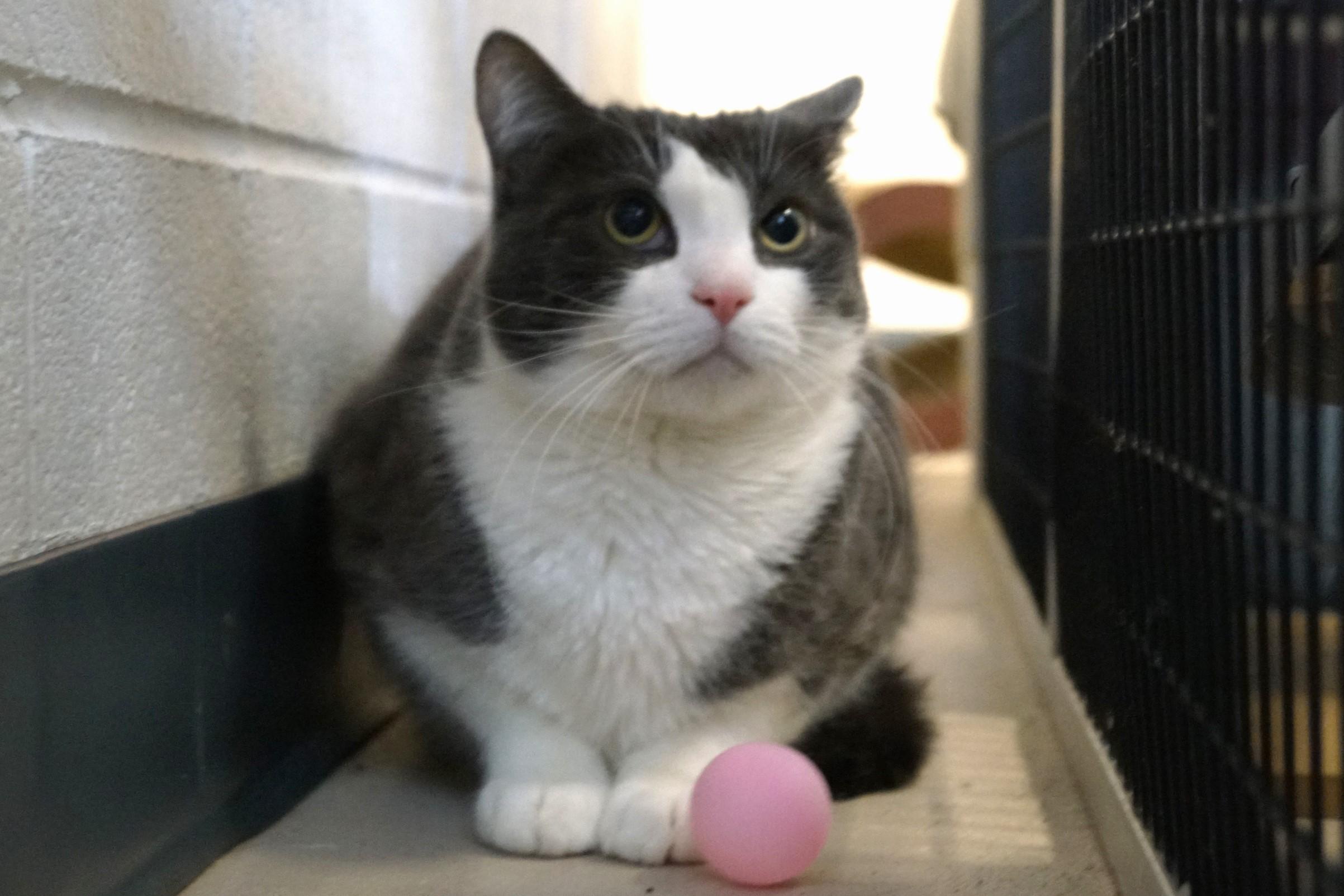Enlarge Falkor, a Adoptable Domestic Short Hair in New Milford, CT image 4/6