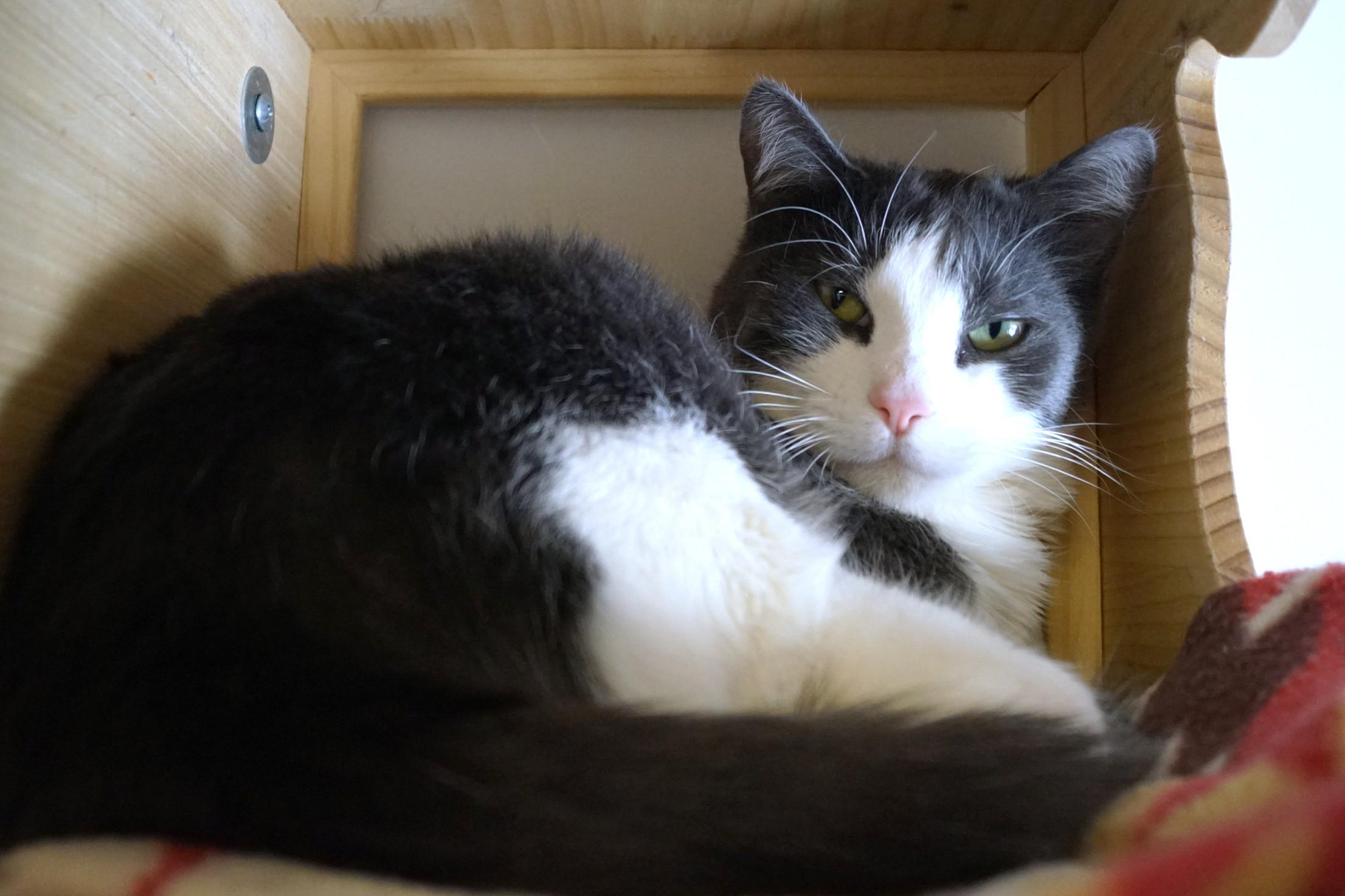 Enlarge Falkor, a Adoptable Domestic Short Hair in New Milford, CT image 1/6