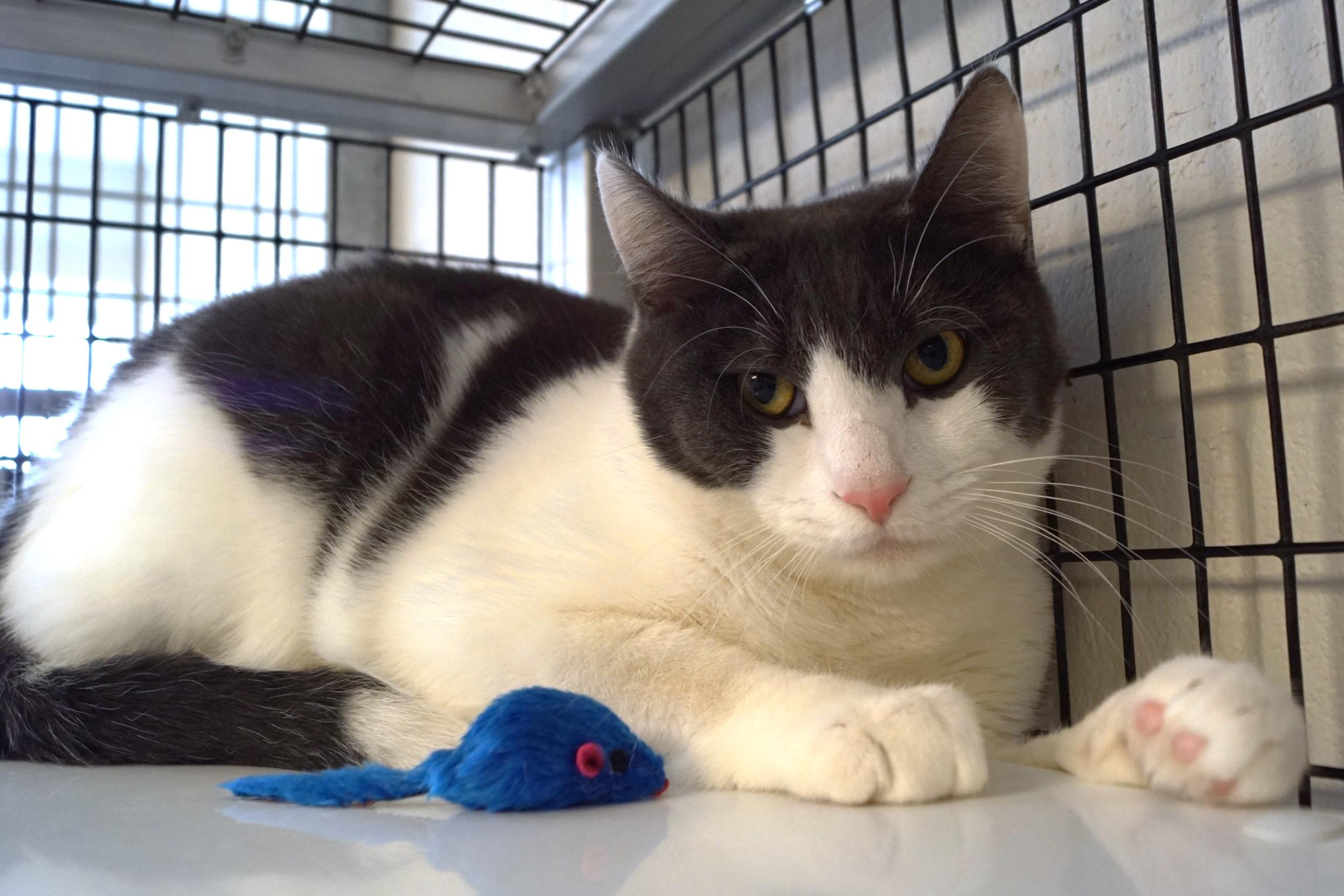 Falkor, a Adoptable Domestic Short Hair in New Milford, CT image 4/4